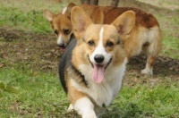 柯基犬的服从性很差，在训练它时，应从以下要点做起