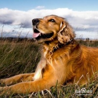 狗狗服从性训练有效的方法有哪些