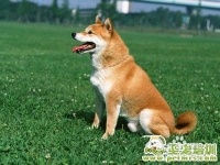 狗狗服从性训练