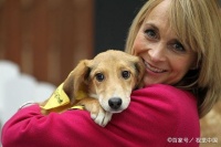 大家可以通过游散训练来培养宠物犬的服从性，你们会吗？