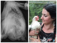 宠物鸡误吞钻石耳环 英国饲主愿等8年再取出