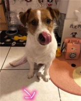 饲主急找耳环，下秒见爱犬咬失物邀功笑喷：案件不单纯！