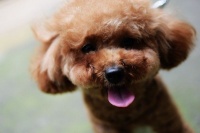 有品新品 猫猫狗狗出品 Pawbby无线宠物剃毛器