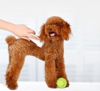 安全静音的家中宠物造型好工具Pawbby宠物剃毛器