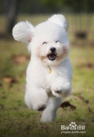 宠物美容都需要哪些工具