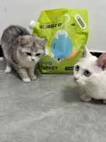 学会这5步，轻松做好宠物日常护理