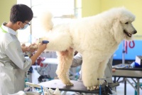 宠物养护与驯导专业介绍