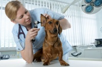 加拿大宠物护理专业：把爱好变成事业