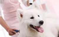 宠物造型师证考试指南：考试内容、注意事项和就业前景