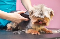 宠物护理101：如何照顾你的毛茸茸伙伴