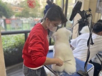 宠物美容培训都有什么课程内容？