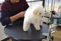 宠物护理师资格证怎么考