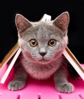 快速了解中职专业（畜牧类）3——宠物养护与经营