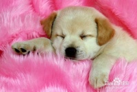 宠物狗狗秋冬季该如何护理?狗狗护理知识