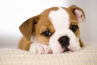 6个步骤，宠物伤口护理不迷路