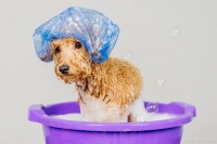 教你宠物卫生秘籍，让爱宠健康快乐！