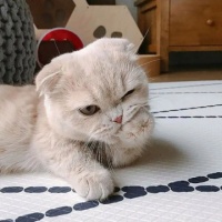 8个养猫用品品牌王中王哪个值得买？新手养猫