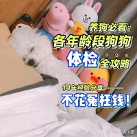 养狗必看｜各年龄段的体检全攻略