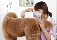 宠物美容培训的课程都包含什么