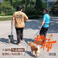 在家咬人，在外打架！最近杭州这群毛孩子异常暴躁，有家长花4000元/月的学费，把它们送进了“培训班”……