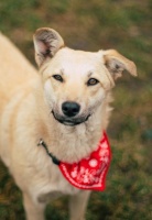 宠物训练需要多少钱