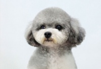 宠物美容教学课程