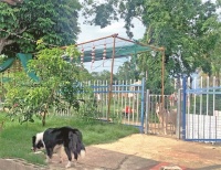 宠物“上学”学技能 回家以后现原形