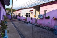 独家｜暑期“狗狗培训班”都教啥？深晚记者实地探访犬只训练基地