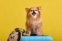 宠物训练多少钱？