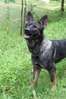 宠物训练价格大揭秘：这些因素决定了你的钱包厚度！