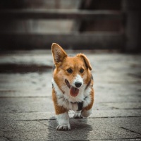 治疗犬抑郁症的10种有效方法，你知道吗，来看看吧