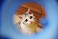 宠物寄养收费和注意事项全解析，多地收费例子一网打尽！