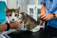 上门喂猫的利与弊