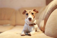 开宠物店需要什么条件什么技术