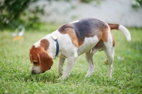 狗狗的内心世界：狗狗应激，你真的了解多少？