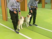 仅凭一张照片就能知道宠物想法，宠物沟通师靠谱吗？