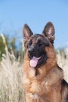 养一只德国牧羊犬？这里有你需要知道的一切