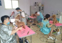 宠物美容课程主要分为三大版块