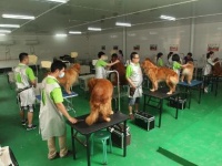 宠物美容学校