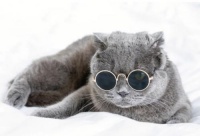 哪个牌子的宠物零食比较好 分享宠物零食选择方法