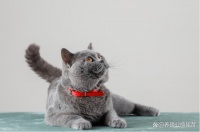 德国猫罐头什么牌子好？国产猫罐头和德国猫罐头排行榜推荐