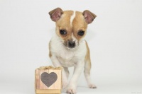 宠物行业研究：全方位探究宠物食品赛道的稀缺性、趋势与投资机会