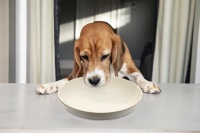 宠物狗最喜欢吃的几种食物，美味又健康，关键还便宜！