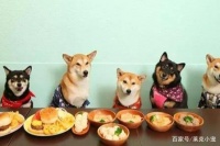 宠物食品的分类、选购方式你知道多少呢？