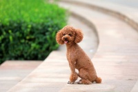 宠物狗也能成网红？百万粉丝，月入过万，背后的真相是什么？