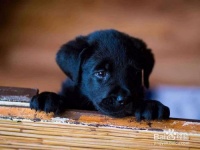 怎样正确训练家养宠物狗