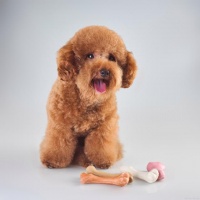 泰迪狗怎么训练，泰迪狗狗的训练方法