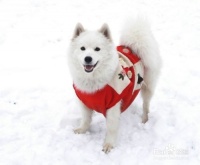 怎样训练狗狗？主人应该如何训练宠物狗