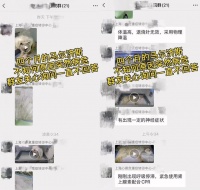 宠物整容？女主人给狗开眼角、打玻尿酸，就为了让狗更好看？