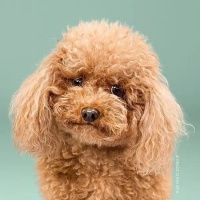 看了这些，你就知道狗狗做美容有多重要！